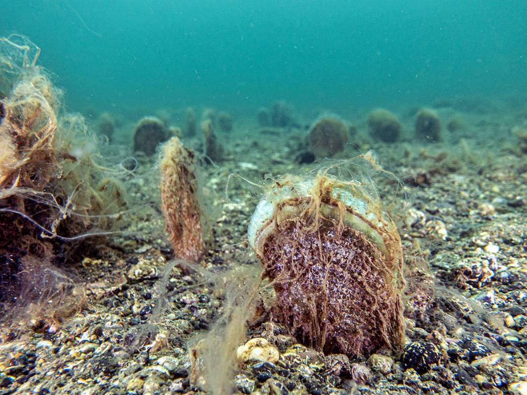 Müsilajla mücadele etmeleri için o bölgeye öbek öbek yerleştiriliyor! Bakanlık, sanayi, üniversite, TÜBİTAK işbirliği 14